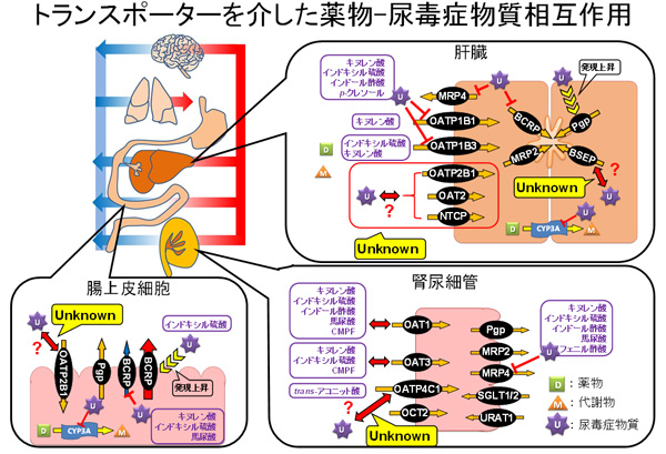 トランスポーターを介した薬物-尿毒症物質相互作用